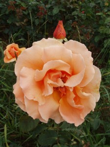 JUST JOEY (hybrid tea)